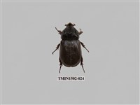 藏品(椰子犀角金龜)的圖片